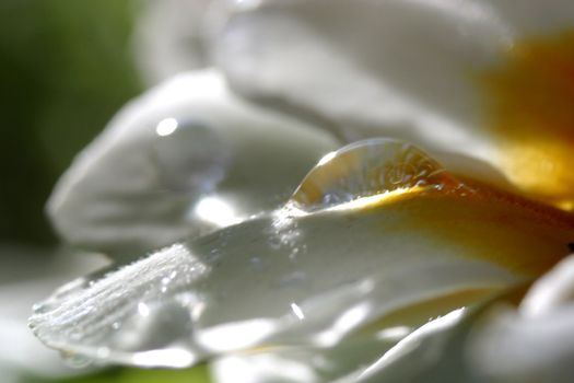 Primrose (Primula) macro