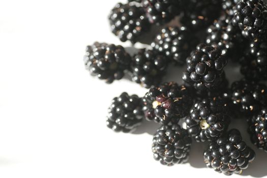 blackberries on a white background with water drops