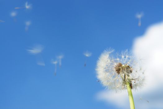 blowball dandelion clock at springtime in the wind