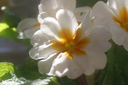 Primrose (Primula) macro