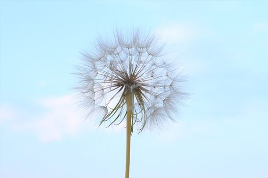 Giant dandelion in a nice cyan blue sky background - good usage for background.