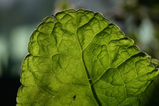 Leaf