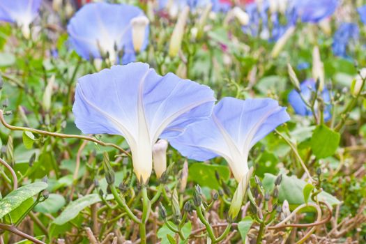 Beautiful dreamy image of  morning glory flowers