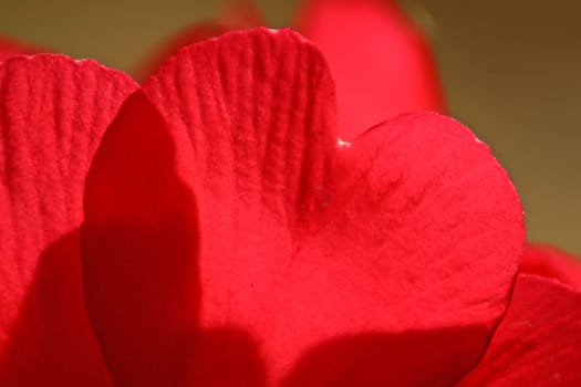 Sheets of red tulips