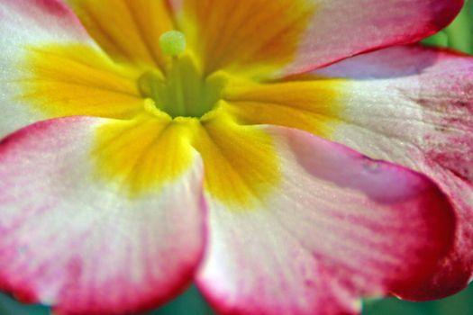 Primrose (Primula) macro