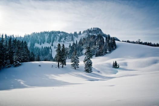 Winter landscape with forest in the austrian alps