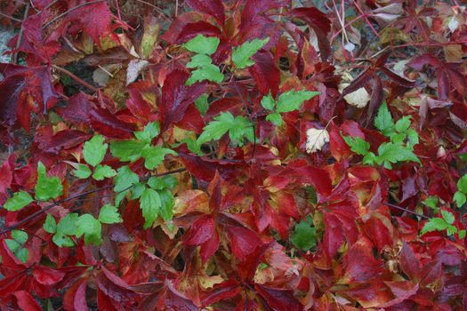 Autumn leaves
