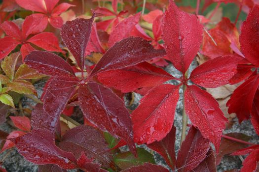 Autumn leaves