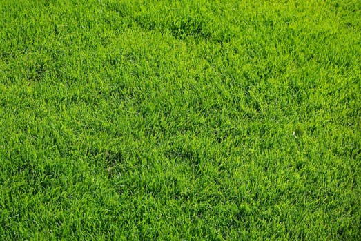 Fresh spring green grass. Natural grass texture