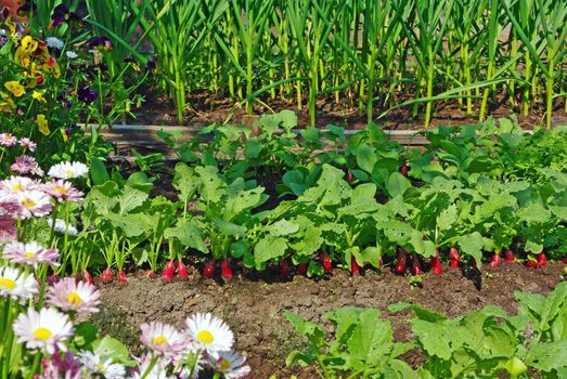 Garden bed with red radish, garlic and flowers