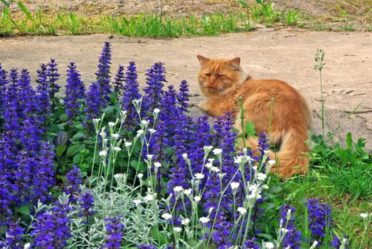 Ginger cat sitting amongst the blue flowers