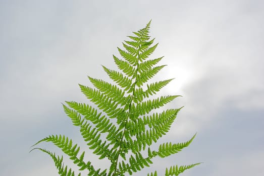 Single fresh green fern leaf against cloudy sky