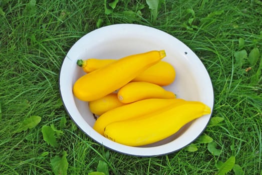 Yellow Zucchinies in the bowl on green grass