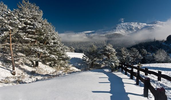 winter landscape snow tree seasonal mountain