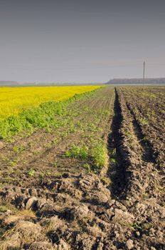 Agricultural fields in the spring view. Rapeseed yellow background. Plowed and planted field.