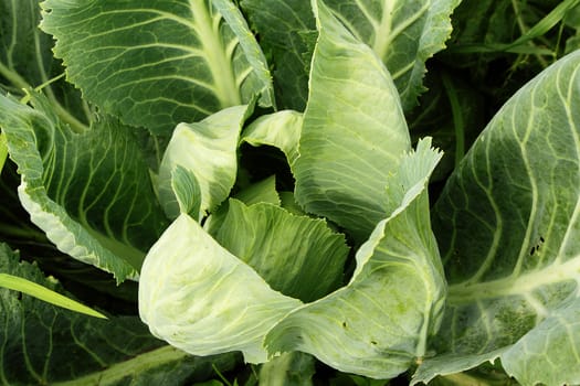 Cabbage in the kitchen garden