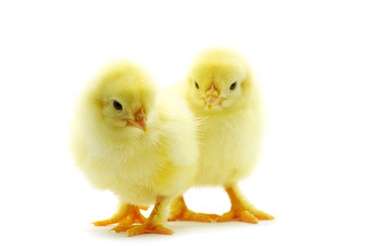 Cute little baby chicken isolated on white background