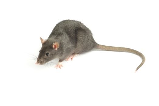 rat  isolated on white background