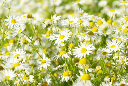 Summer field with a lot of camomiles