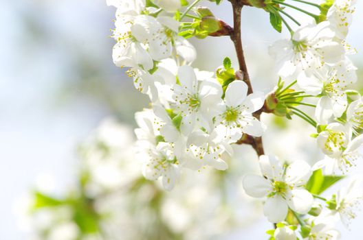  Close up of the spring cherry flowers    