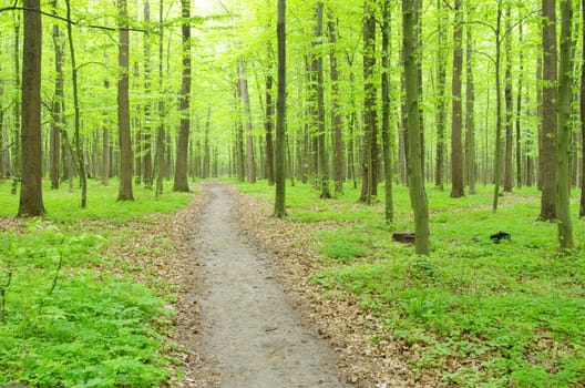 a path is in the green forest