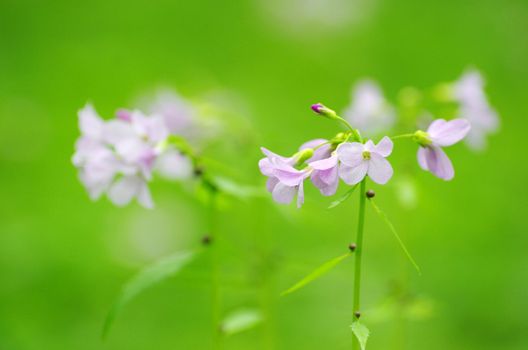 spring flowers on the field
