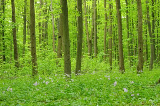 green forest background in a sunny day