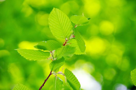 spring green leaves background in a sunny day