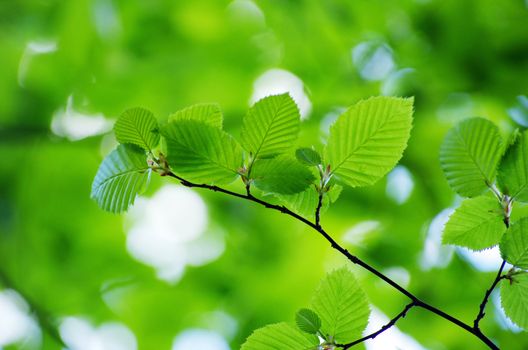 spring green leaves background in a sunny day