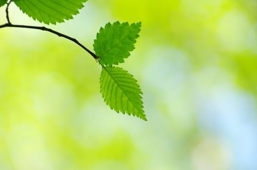 green leaves background in sunny day