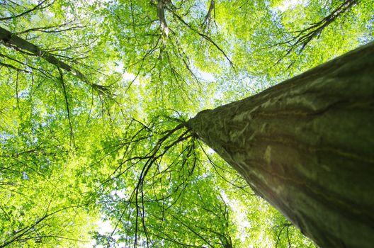 green forest background in a sunny day