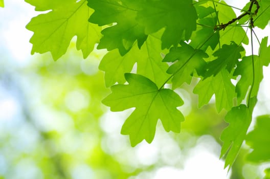 green leaves background in sunny day