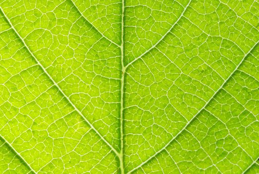 structure of leaf natural background