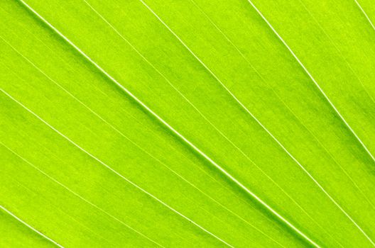 structure of leaf natural background