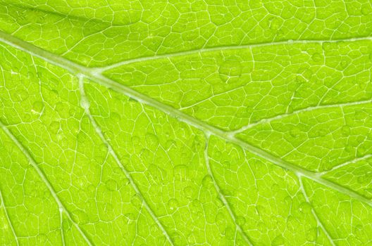 structure of leaf natural background