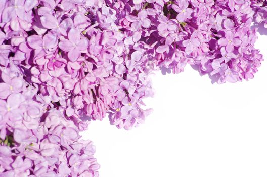 lilac flower isolated on white background