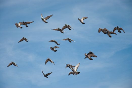 Doves and pigeons in flight, blue sky background