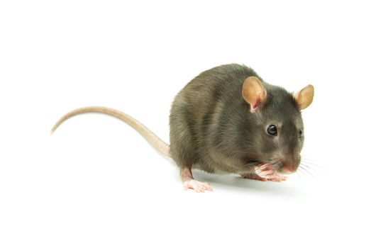 rat  isolated on white background