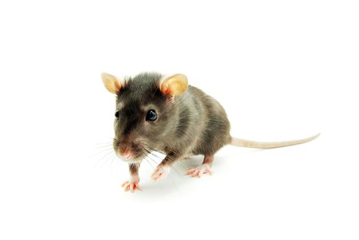 rat  isolated on white background