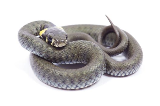 snake isolated on white background