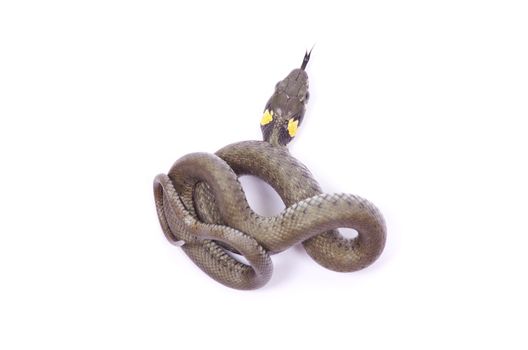snake isolated on white background
