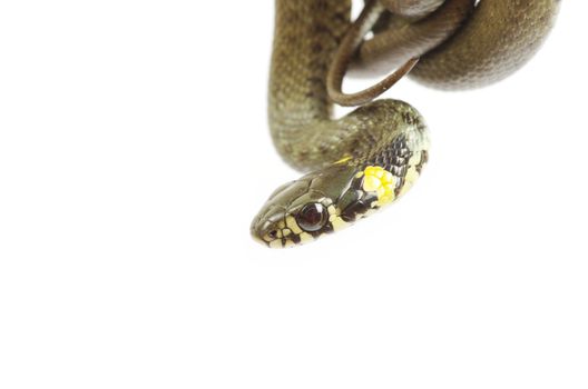 snake isolated on white background