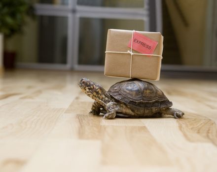 Turtle with a package indoor