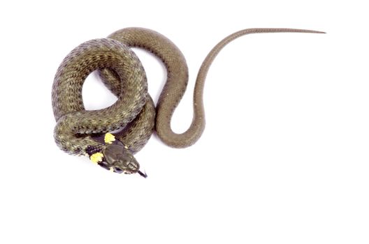 snake isolated on white background