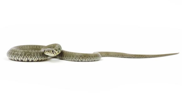 snake isolated on white background