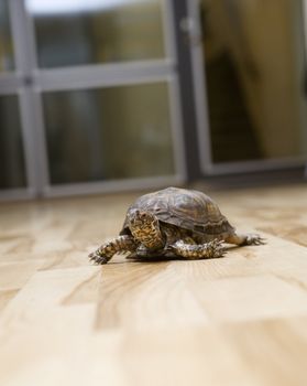 Turtle on the floor indoor