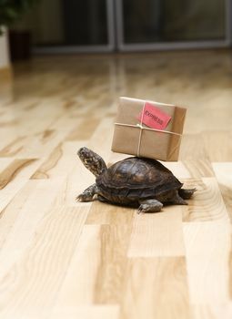 Turtle with a package indoor