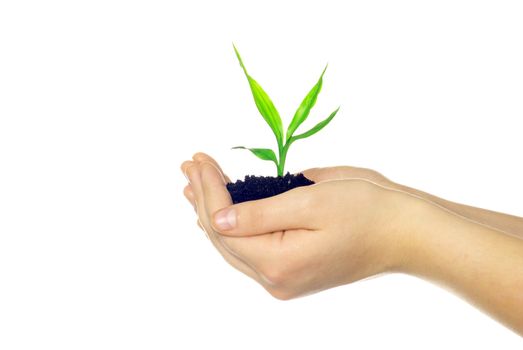  plant in hands isolated on white