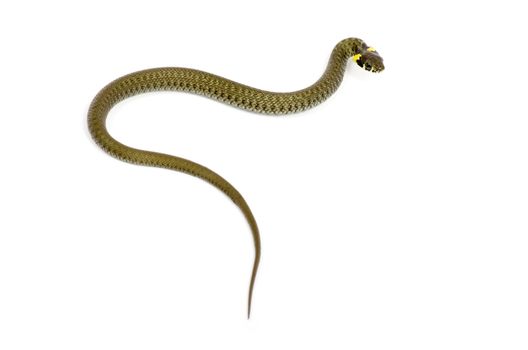 snake isolated on white background