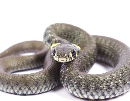snake isolated on white background
